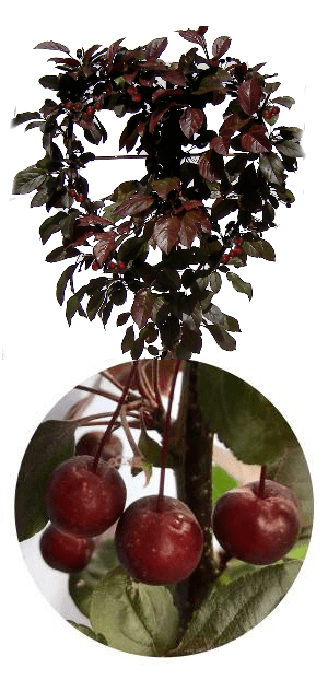 Fingerförmiges rotes Blatt herz